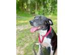 Adopt Etta a Labrador Retriever / Mixed Breed (Medium) / Mixed dog in St.
