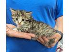 Adopt Sable a Tiger Striped Domestic Longhair (long coat) cat in Parsons