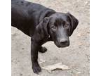 Adopt Cope a Black Treeing Walker Coonhound / Mixed dog in MEXICO, MO (41147774)