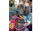 Adopt Faith Howl a Brindle Plott Hound / Hound (Unknown Type) / Mixed dog in