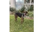 Adopt Gaston a Brindle Pointer / Labrador Retriever dog in Gig Harbor