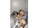 Adopt Max a Black - with Tan, Yellow or Fawn Puggle / Mixed dog in Blasdell