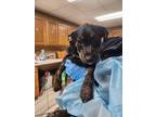 Adopt Tulip a Black - with Tan, Yellow or Fawn Aussiedoodle / Mixed dog in