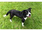 Adopt Sunny a Black Mixed Breed (Medium) dog in Mebane, NC (41282683)