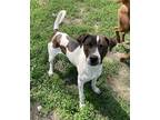 Adopt Carl KA a Brindle - with White Basset Hound / Labrador Retriever / Mixed