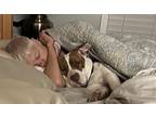 Adopt Prim a White - with Brown or Chocolate Staffordshire Bull Terrier / Mixed