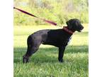 Adopt Dixie 2 a Black Treeing Walker Coonhound dog in MEXICO, MO (41147780)