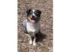 Adopt Chip a Merle Australian Shepherd / Mixed dog in Goleta, CA (41346411)