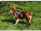 Adopt Jesse a Red/Golden/Orange/Chestnut - with White Australian Shepherd /