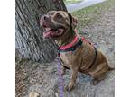 Adopt Elf a Labrador Retriever / Mastiff dog in Boulder, CO (40469988)