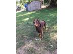 Adopt Kaiser a Brown/Chocolate Doberman Pinscher / German Shepherd Dog / Mixed