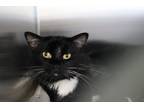 Adopt Finn a All Black Domestic Mediumhair / Mixed Breed (Medium) / Mixed (short
