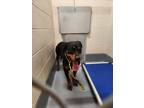 Adopt Lana a Black Rottweiler / Mixed Breed (Medium) / Mixed (short coat) dog in