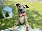 Adopt Magnus a Black American Pit Bull Terrier / Mixed Breed (Medium) / Mixed