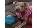 Adopt Dez a Black American Pit Bull Terrier / Mixed Breed (Medium) / Mixed