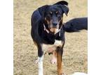 Adopt Macy a Black - with Brown, Red, Golden, Orange or Chestnut Rottweiler /