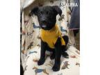 Adopt Alpha KA a Black - with White Labrador Retriever / Border Collie / Mixed