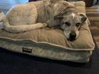 Adopt Bailey a Black - with White Husky / Akita / Mixed dog in Mahopac
