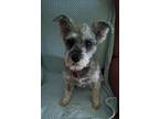 Adopt Sarah a Gray/Blue/Silver/Salt & Pepper Standard Schnauzer / Shih Tzu /