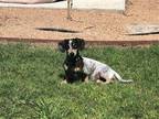 Adopt Dash2 a Black - with White Dachshund / Mixed dog in Humble, TX (41233002)