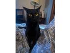 Adopt Salem a All Black American Shorthair (short coat) cat in Norman