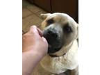 Adopt Lil Girl aka LG a Brown/Chocolate - with Tan Chow Chow / Akita / Mixed dog