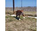 Adopt Ginger a Brown/Chocolate - with White Labrador Retriever / Mixed dog in