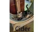 Adopt Cider a Gray, Blue or Silver Tabby Domestic Mediumhair / Mixed (medium