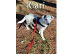 Adopt Kiari a White Great Pyrenees / Mixed dog in Mountain View, AR (40901601)