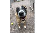 Adopt Daisy a Tan/Yellow/Fawn - with White Mixed Breed (Medium) / Mixed dog in