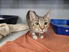 Adopt Blossom a Spotted Tabby/Leopard Spotted Domestic Shorthair / Mixed cat in