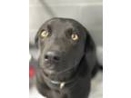 Adopt Didi (harley) a Labrador Retriever / Mixed dog in Paris, KY (41309993)