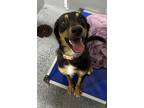 Adopt Rhonda a Australian Shepherd / Mixed dog in Paris, KY (41346205)