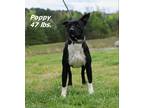 Adopt Poppy a Australian Cattle Dog / Mixed dog in Oxford, NC (41186190)