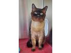 Adopt Caspian a Burmese / Mixed cat in Stouffville, ON (41346234)