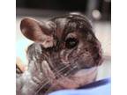 Adopt Dori Lulu a Silver or Gray Chinchilla / Chinchilla / Mixed small animal in