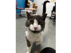 Adopt Olaf a Gray or Blue Domestic Shorthair / Mixed Breed (Medium) / Mixed