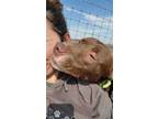Adopt Daisy a Brown/Chocolate - with White Labrador Retriever / Mixed dog in