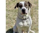 Adopt Watson a White - with Brown or Chocolate Great Pyrenees / Pit Bull Terrier