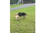 Adopt Klause a Black - with Tan, Yellow or Fawn German Shepherd Dog / Mixed dog