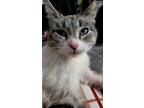 Adopt Mary a Siamese (short coat) cat in Greensboro, NC (41341817)