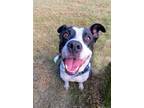 Adopt Hashbrown AKA Loco a American Pit Bull Terrier / Mixed dog in North Little