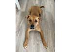 Adopt Amorette a Brown/Chocolate - with White Rhodesian Ridgeback / Labrador