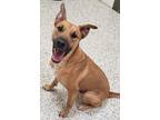 Adopt Cavander a Mountain Cur / Mixed dog in Little Rock, AR (39899501)