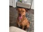 Adopt Mel a Tan/Yellow/Fawn - with White Labrador Retriever / American Pit Bull