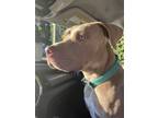 Adopt Lost a Red/Golden/Orange/Chestnut - with White American Pit Bull Terrier /