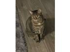 Adopt Coco (and Shadow) a Spotted Tabby/Leopard Spotted Domestic Shorthair