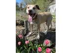 Adopt Oakley a Black Mouth Cur / Mixed dog in Kingston, NY (41182944)