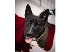Adopt Alaska a Black - with White Akita / Husky / Mixed dog in Minot