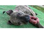 Adopt Bindy a Brindle Pit Bull Terrier dog in Springdale, PA (41337438)